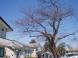 長井まちなかの桜(長井駅の桜)です。:2009/04/10 17:16