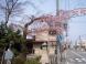 長井まちなかの桜(撞木橋の桜)です。:2009/04/11 12:14