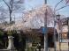 長井まちなかの桜(撞木橋)です。:2009/04/13 17:52
