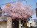 長井まちなかの桜(十王堂)です。:2009/04/13 17:54