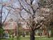 長井まちなかの桜(長井小学校)です。:2009/04/13 17:56