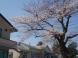 長井まちなかの桜(長井駅)です。:2009/04/13 18:06