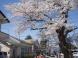 長井まちなかの桜(あっちこっち)です。:2009/04/18 22:48