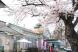 長井まちなかの桜〜4月26日:2010/04/26 17:13