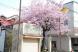 長井まちなかの桜〜のつづきです:2010/04/26 20:52