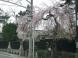 長井市まちなかの桜2011 その1:2011/04/26 18:45