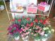 鉢物カーネーションも色とりどりです。:2012/05/12 08:00