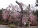 ’13白兎(しろうさぎ)のしだれ桜開花情報(4月30日..:2013/04/30 15:06