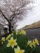 ’13最上川堤防千本桜開花情報(4月30日):2013/04/30 15:30