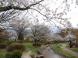 ’13長井市内の桜開花情報(4月30日):2013/04/30 15:53