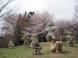 避難者支援 桜名所巡り交流会:2016/05/17 08:57
