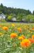 旧柏倉九左衛門家紅花まつり:2019/06/28 14:42