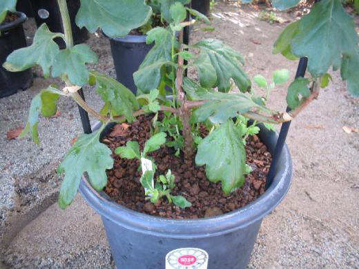 µÆ¤Î¿³ºº´ð½à¡Ê¤½¤Î£³¡Ë/