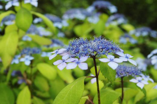 こんなあじさいも・・/