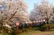 SAKURA by naotaro:2014/04/25 22:16