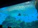 うみの杜水族館:2016/08/17 10:05
