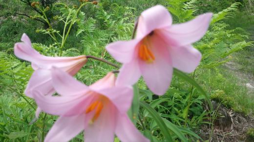 ミュウママへ…/