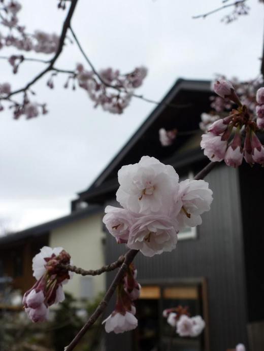 長井市で最も早く咲く（？）といわれる桜/