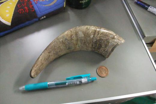 獲ってきました/