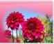 『花ウォーク』芸術の花を腹いっぱい鑑賞!川西まちあるき..:2012/09/26 13:15