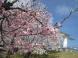 桜の木の下で:2015/05/01 14:16