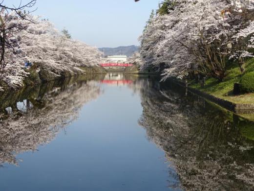 2016-4-16 松が岬公園の桜/