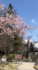 2020-4-9 上杉神社の桜：2020/04/09 10:22