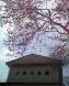 小野川の桜咲き始め：2006/04/30 13:19