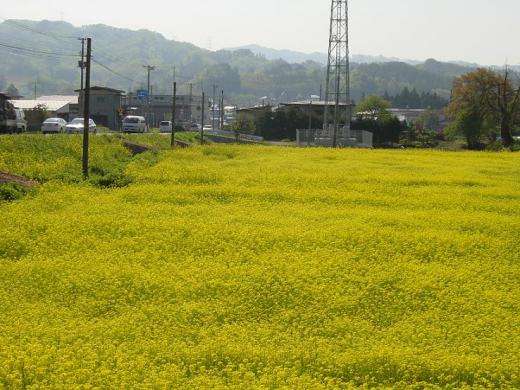 春は必ずくるもの・・・。/