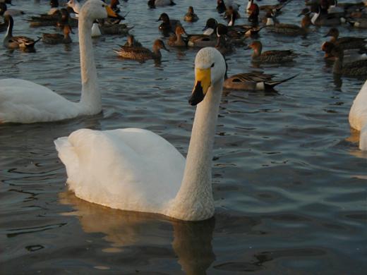 白鳥/