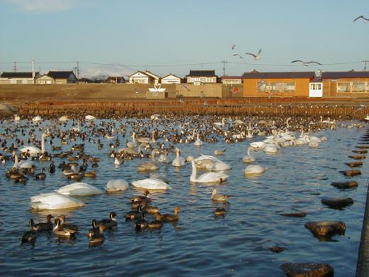 観測小屋と白鳥/