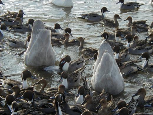 白鳥のシンクロ?(^_^;)/