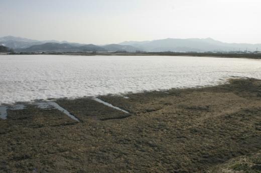 「だだちゃ豆」の畑/