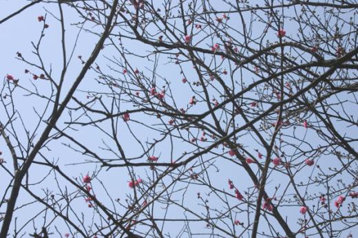 昨年の「春告げ梅」は、こんな感じ。/