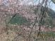 猿倉で「山桜」見頃です。:2012/05/03 12:13