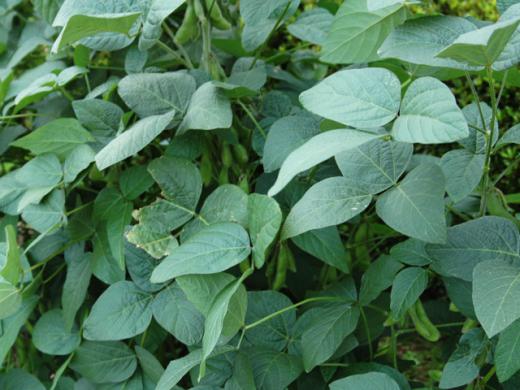 葉っぱも青々と/