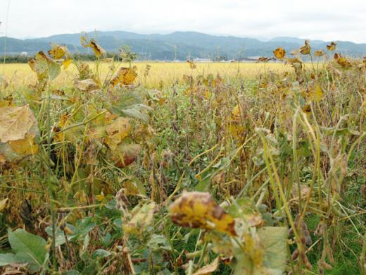 コレが通常の枝豆たち/