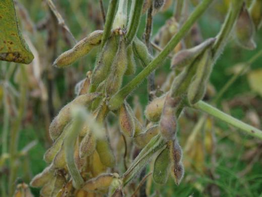 黄色くなっています/