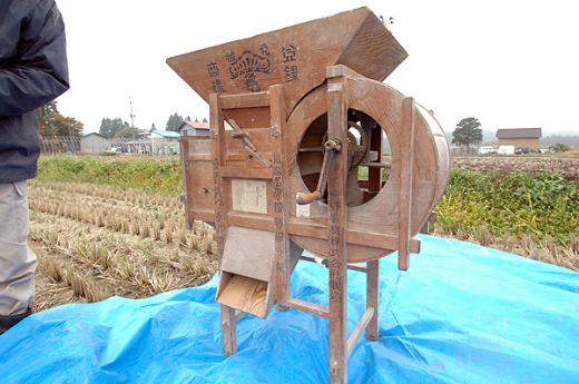 畑での収穫作業--最後は選別/