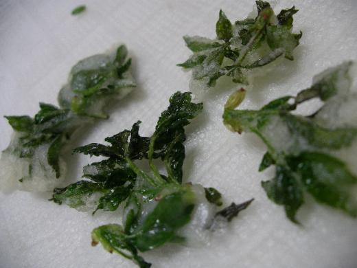 米沢で食卓に並ぶウコギは「ヒメウコギ」です。/