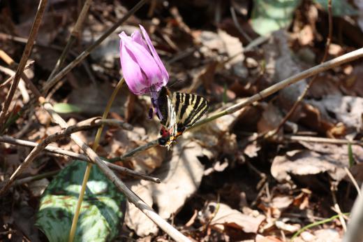 水芭蕉きれいですね/
