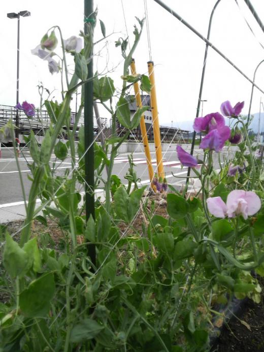 ぼくちゅうLIVE/