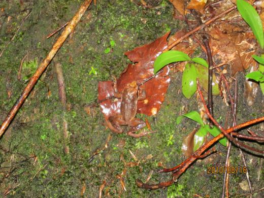 こんなの見たことない (゜o゜)/