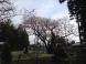 大明神桜:2013/05/02 11:10