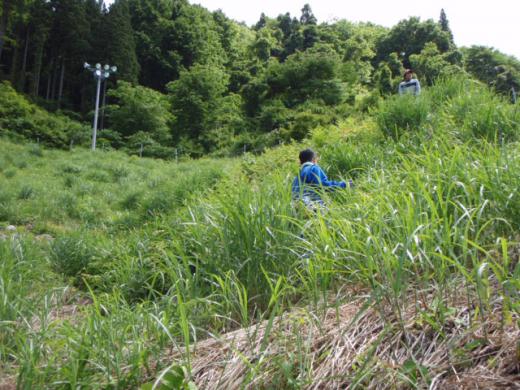 草が…/