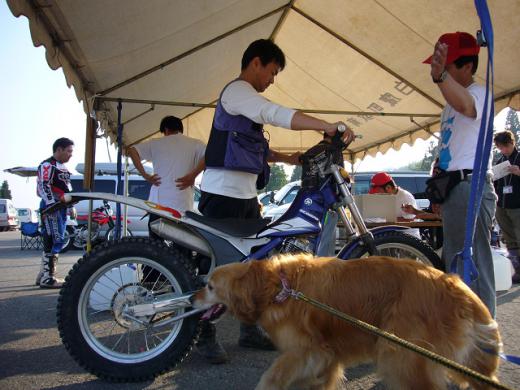 サントラの車犬/