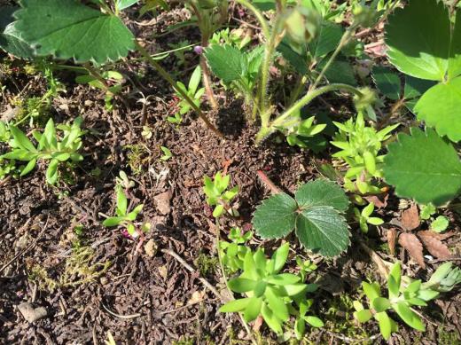 ***いちごちゃん***/