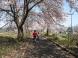 桜のトンネルができました（まほろばの緑道）：2012/04/28 11:45