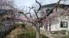 桜が咲きました。：2017/04/14 14:19
