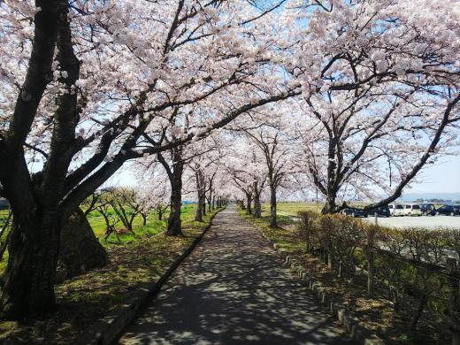 まほろばの緑道　桜満開です。/